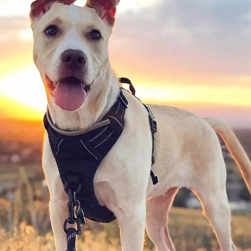 High Reflective Dog Harness Se - Outdoor Adventure Kit reseña y precio